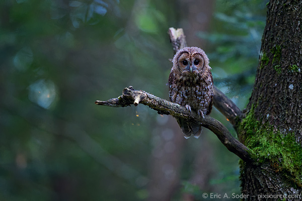 Tawny Owl