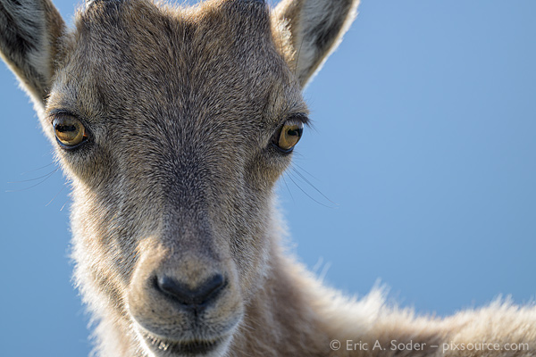 Alpine ibex