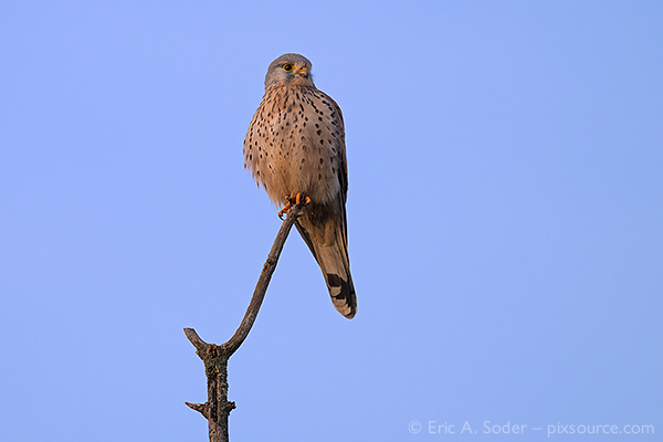 European Kestrel